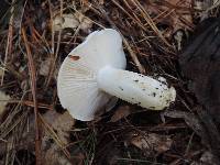 Hygrophorus sordidus image