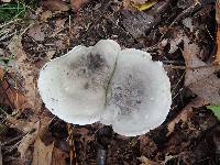 Tricholoma saponaceum image