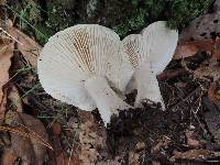 Tricholoma saponaceum image