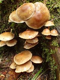 Hypholoma capnoides image