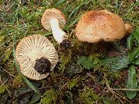 Hygrocybe colemanniana image