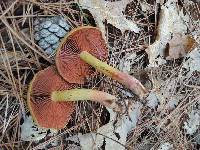 Cortinarius semisanguineus image