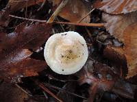 Hygrophorus roseobrunneus image