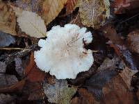 Tricholoma venenatum image