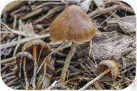 Psilocybe semilanceata image