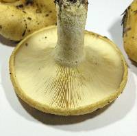 Lactarius intermedius image