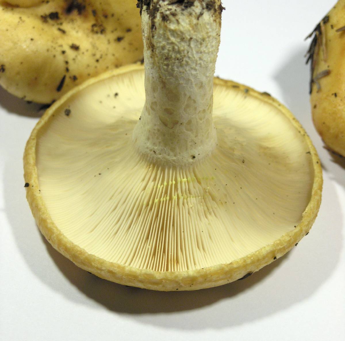 Lactarius intermedius image