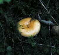 Lactarius salmonicolor image