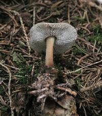Rhodocollybia butyracea image