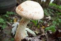 Amanita daucipes image