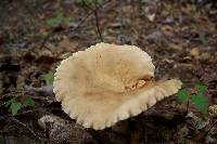 Lactarius marylandicus image