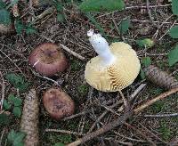 Russula integra image