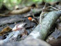 Marasmius siccus image