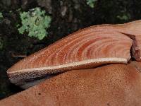 Fistulina hepatica image