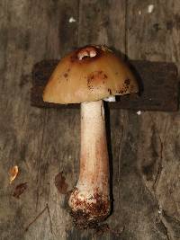 Amanita amerirubescens image