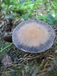 Panaeolus subbalteatus image