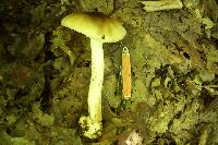 Amanita brunnescens image