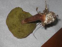 Boletus projectellus image