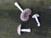 Amanita farinosa image