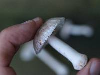 Amanita farinosa image