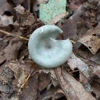 Clitocybe odora image