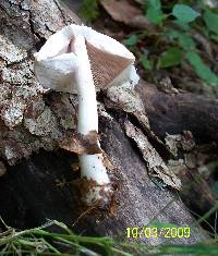 Agaricus silvicola image