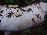 Russula cascadensis image