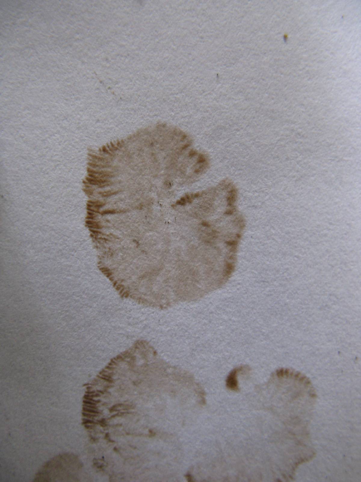 Crepidotus vulgaris image