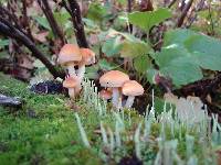 Hypholoma capnoides image