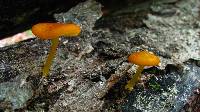 Pluteus admirabilis image