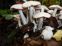 Psathyrella cotonea image