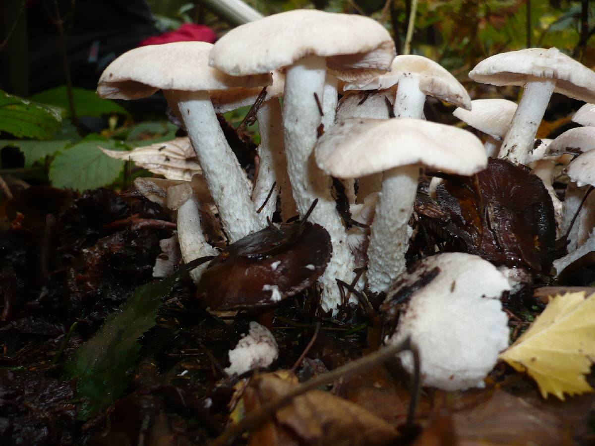 Psathyrella cotonea image