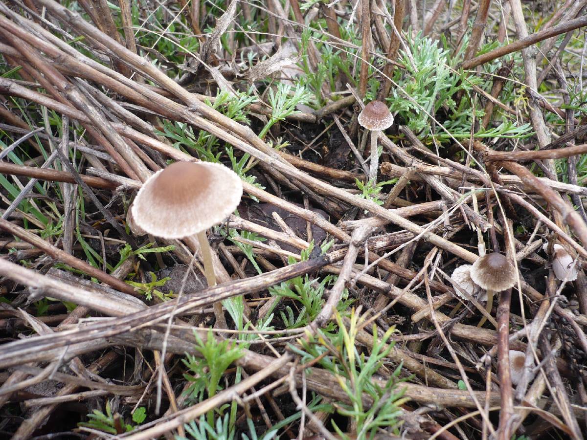 Psathyrella microrhiza image