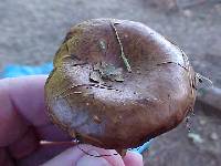 Paxillus involutus image