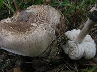 Tricholoma basirubens image