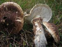 Tricholoma dulciolens image