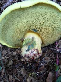 Boletus orovillus image