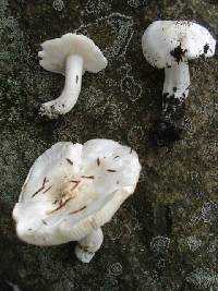 Tricholoma columbetta image