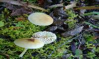 Entoloma sericellum image