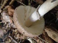 Amanita porphyria image