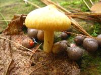 Lycogala epidendrum image
