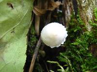 Inocybe geophylla image