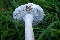 Amanita magniradix image