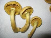 Gymnopilus luteus image