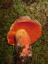 Boletus rufocinnamomeus image