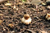 Geastrum fimbriatum image