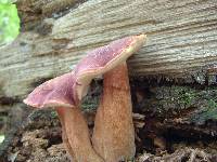 Xanthoconium purpureum image