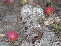 Pisolithus arrhizus image