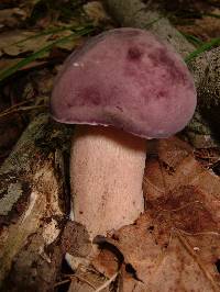 Tylopilus rubrobrunneus image