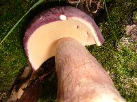 Tylopilus rubrobrunneus image